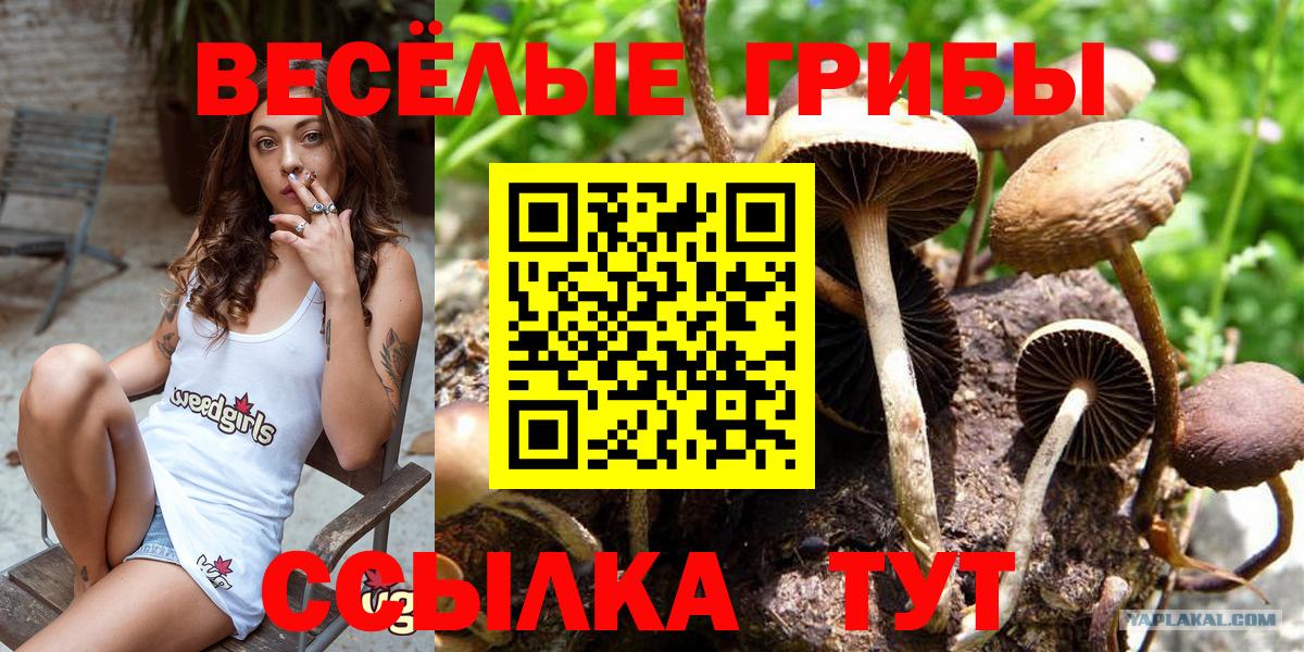 Псилоцибиновые грибы мицелий Чернушка
